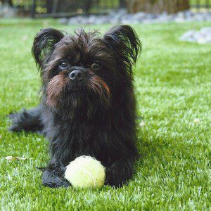 Small black dog lays on artificial dog grass with a yellow tennis ball