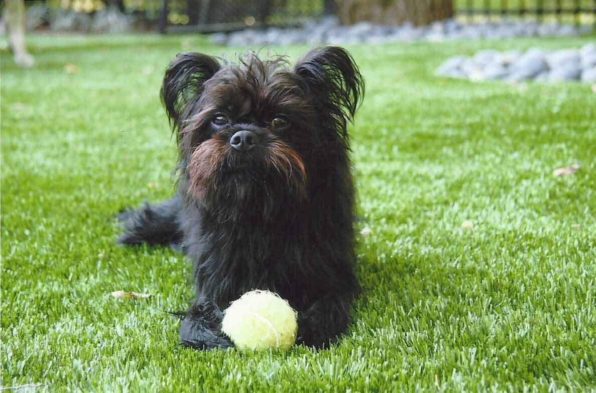 Small black dog lays on artificial dog grass with a yellow tennis ball