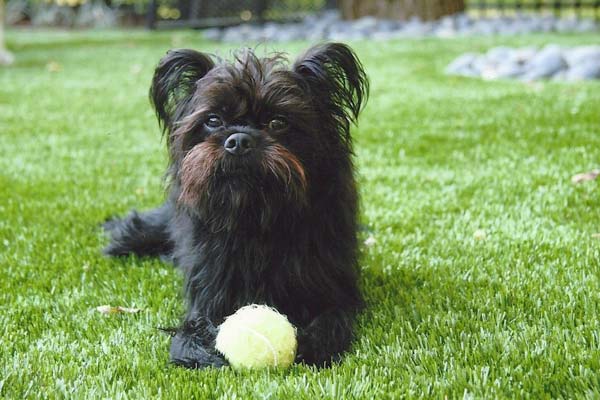 Small black terrier poses on artificial pet turf with tennis ball