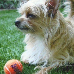 Blonde Chihuahua  terrier mix lays on pet grass near their orange tennis ball