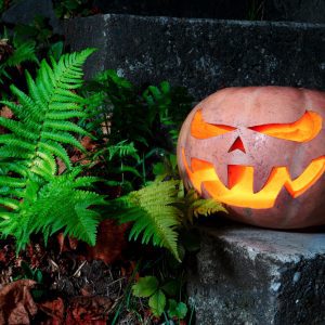 Mean looking Jack'o'lantern on old gray brick and ferns nearby