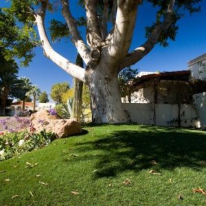 Large tree in background of artificial lawn surface with nearby plants and boulders