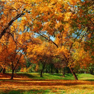 Large lawn with orange and yellow leaves on top of the grass and still in the surrounding trees