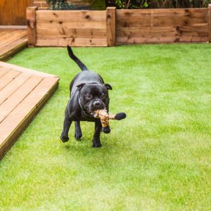 dog running on artificial grass