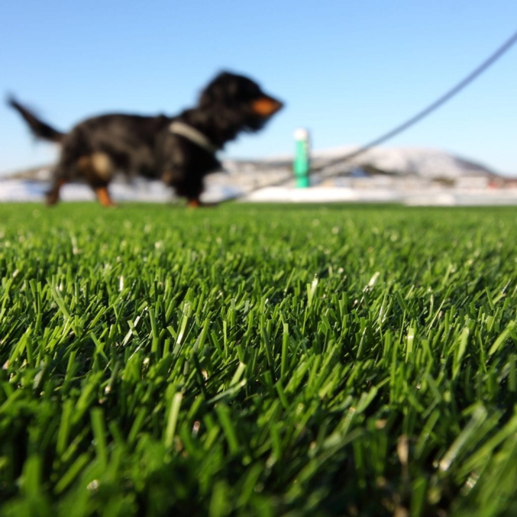 Benefits Of Artificial Pet Turf Turf Etc