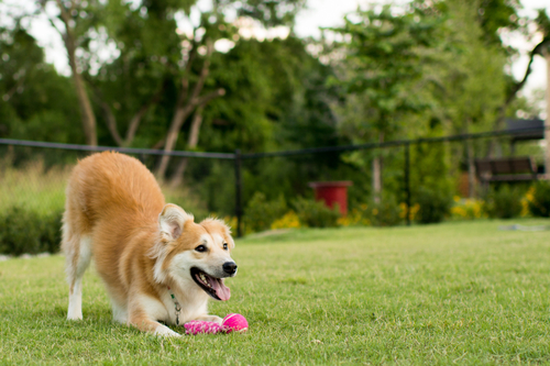 Dog on artificial grass lawn in Kansas City