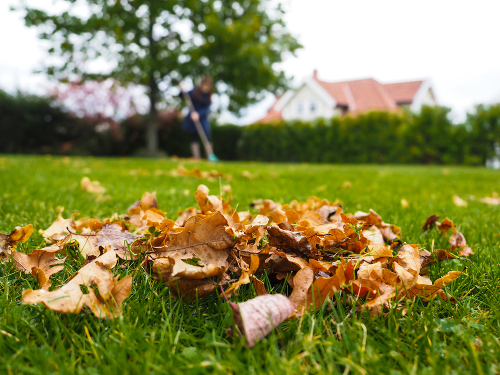 Close up of a pile of leaves on a lawn.