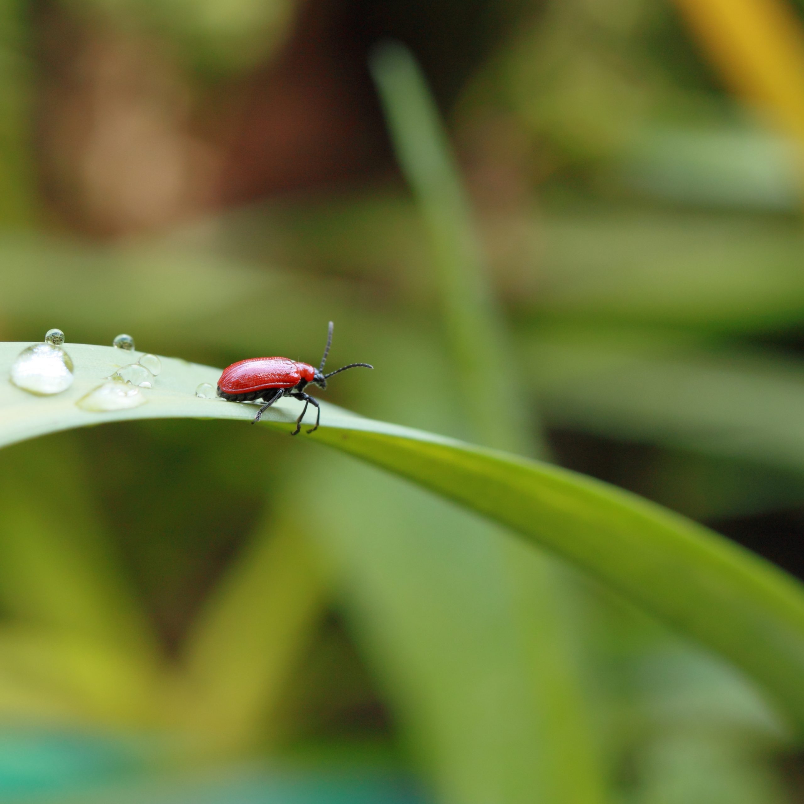 A close-up of a bug on a grass blade.