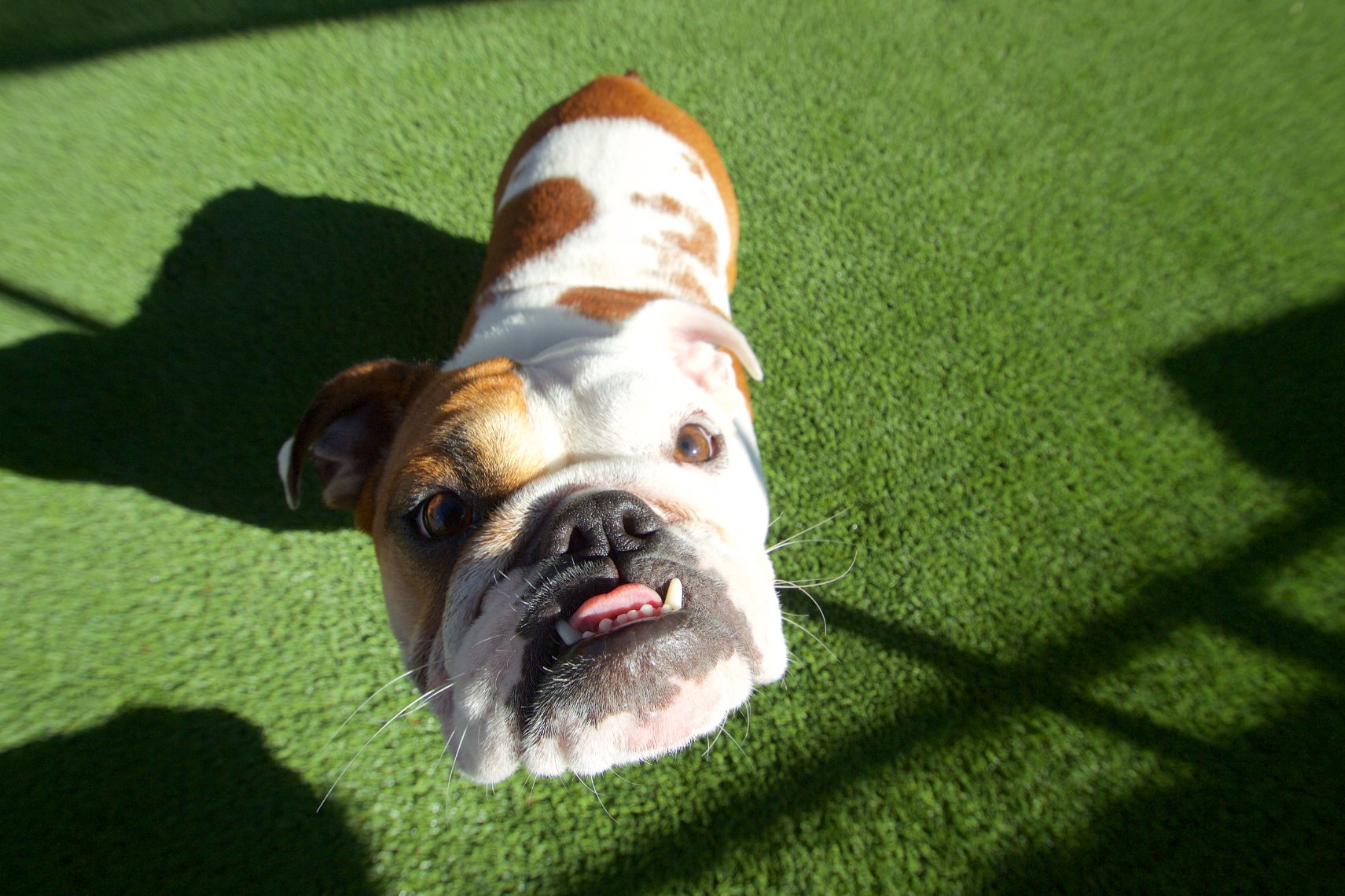 Dog looking up at camera on artificial grass