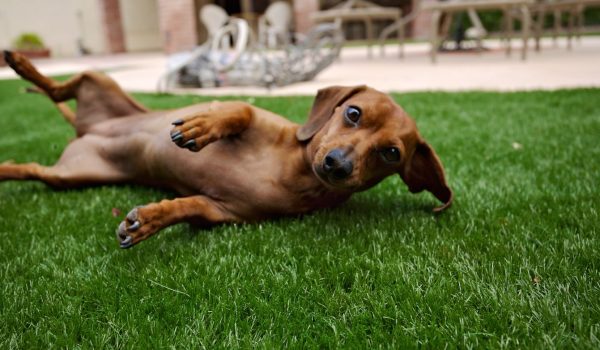 Dog playing on artificial grass installed by SYNLawn