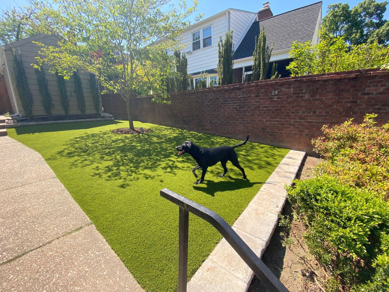 Dog playing in artificial grass backyard from SYNLawn