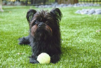 Dog relaxing on artificial grass installed by SYNLawn