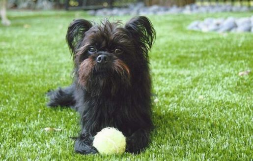 Dog relaxing on artificial grass installed by SYNLawn