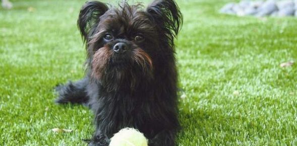 pet-turf Dog relaxing on artificial grass installed by SYNLawn