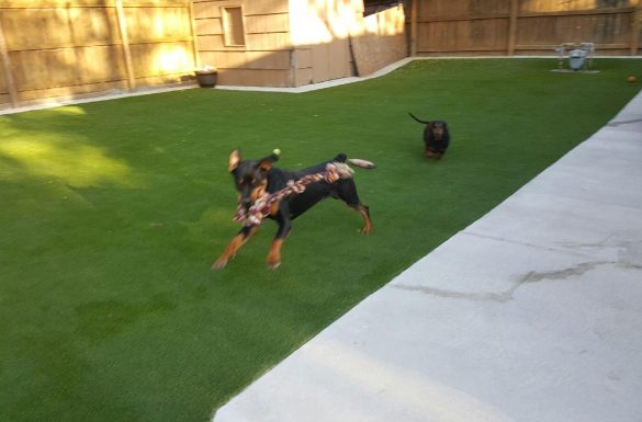 Dog playing in artificial grass backyard from SYNLawn