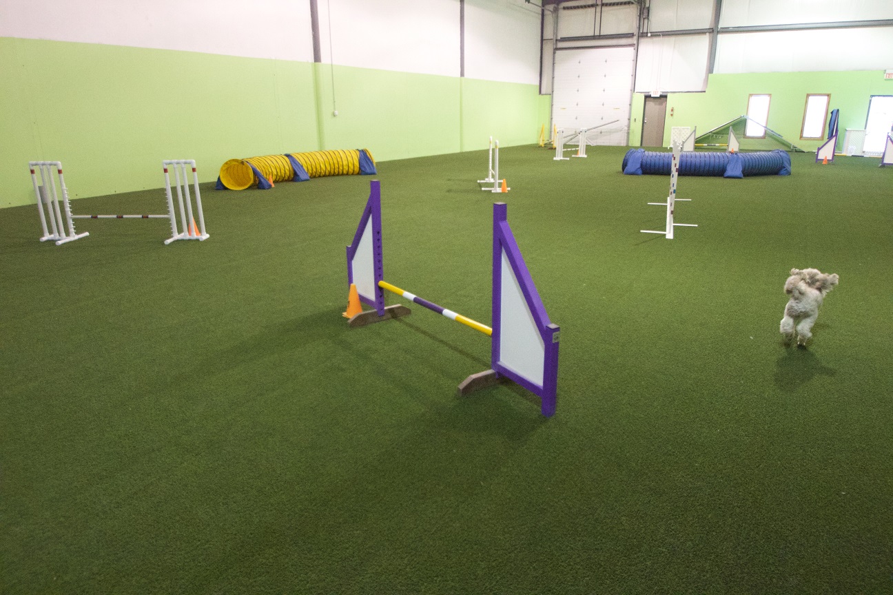 Indoor artificial grass dog park