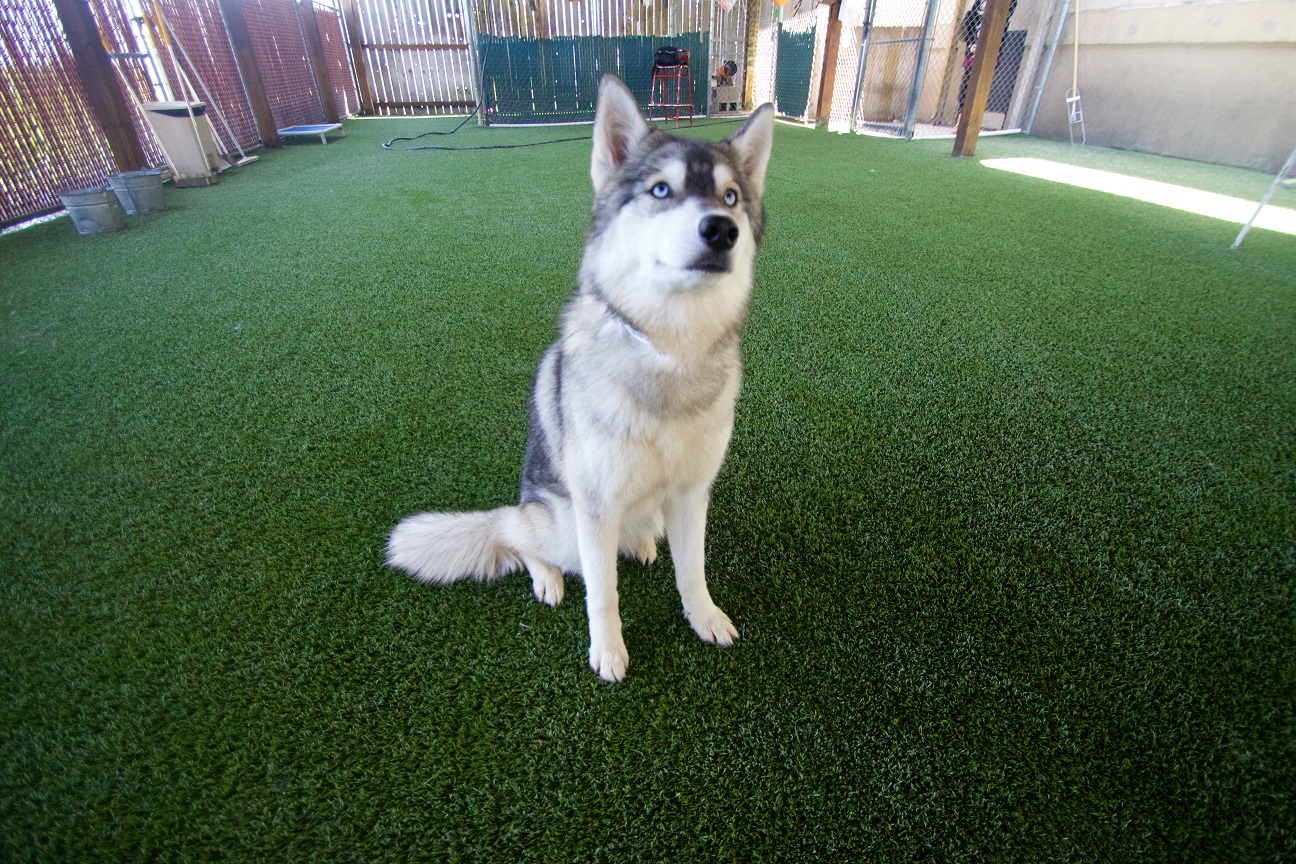 dog sitting nicely on artificial grass from SYNLawn