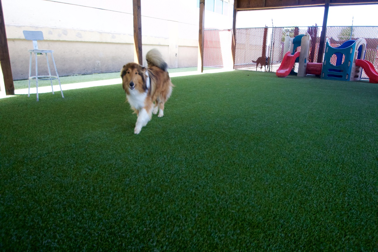 Dog playing on artificial grass