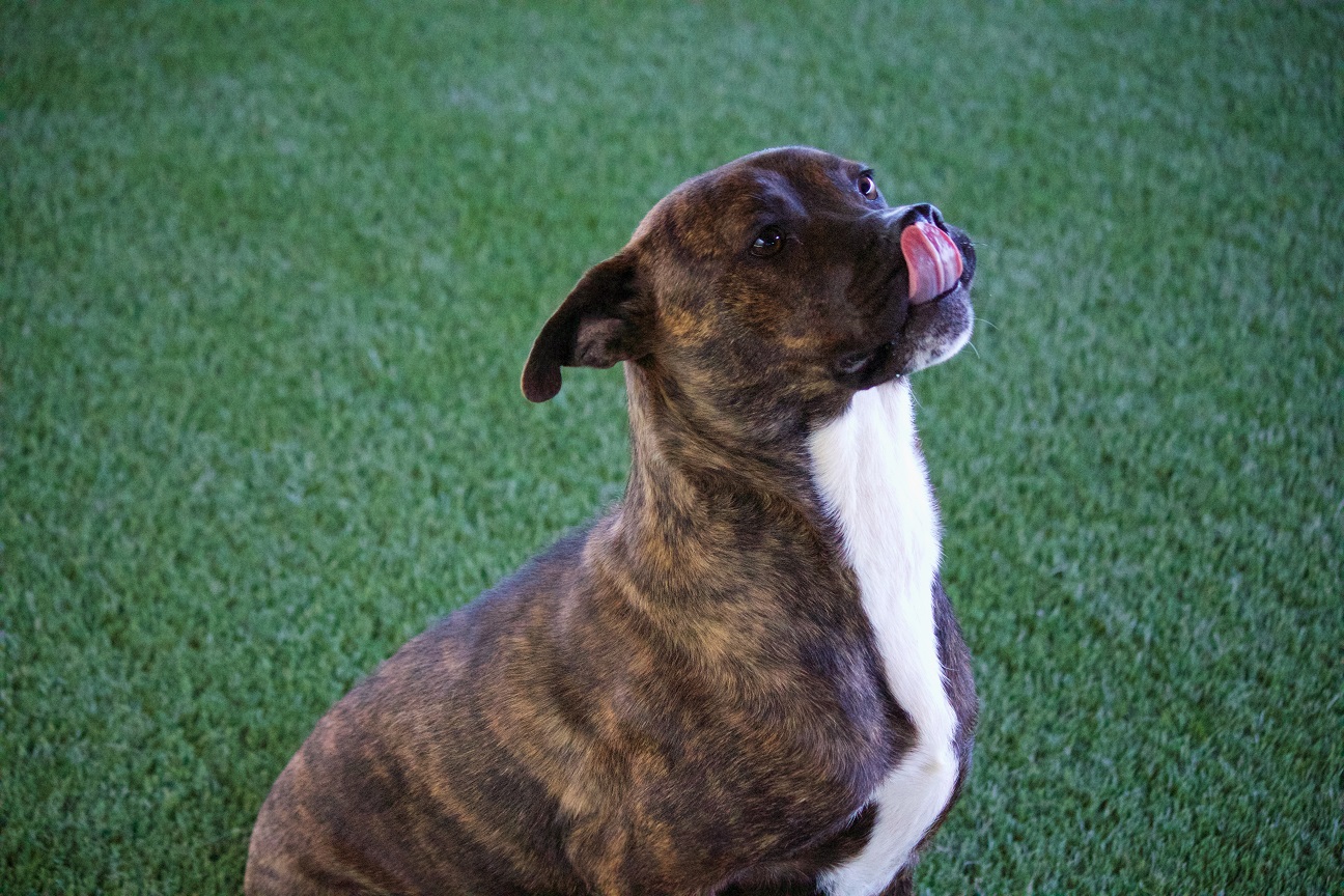 Dog playing on artificial grass from SYNLawn