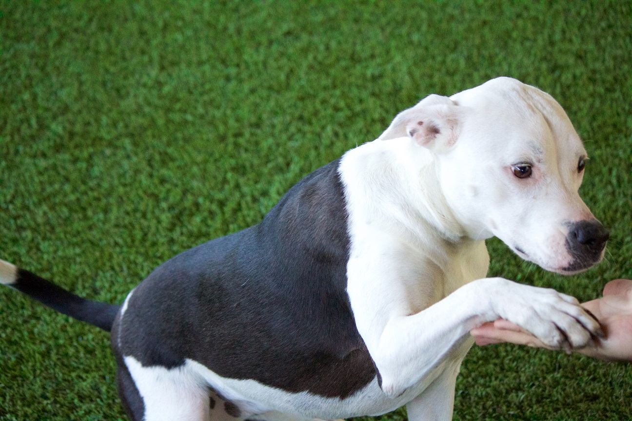 dog sitting on artificial grass