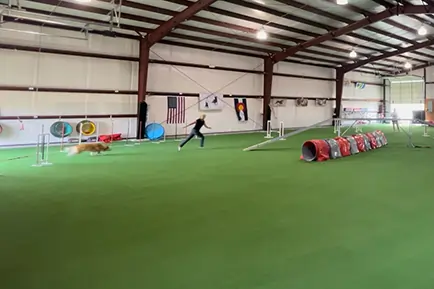 Indoor artificial grass dog park from SYNLawn