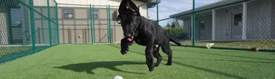 Dog playing on SYNLawn artificial grass
