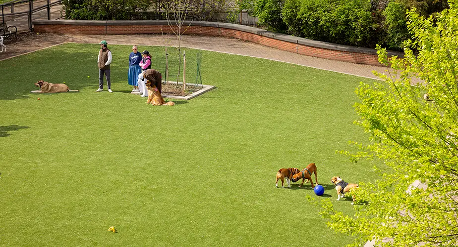 artificial-grass-dog-run-faq-img SYNLawn artificial grass dog run