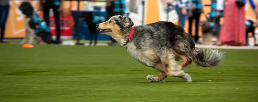 artificial-grass-dog-run-img-synlawn-kc artificial-grass-dog-run-img-synlawn-kc