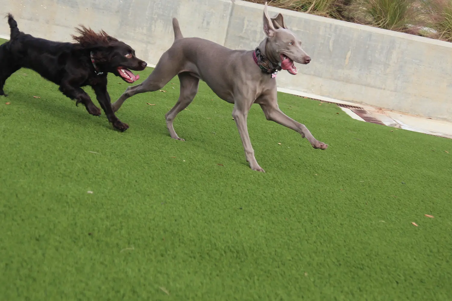 synlawn-kc-artificial-grass-dog-run-img-3 Artificial grass dog run installed by SYNLawn Kansas City