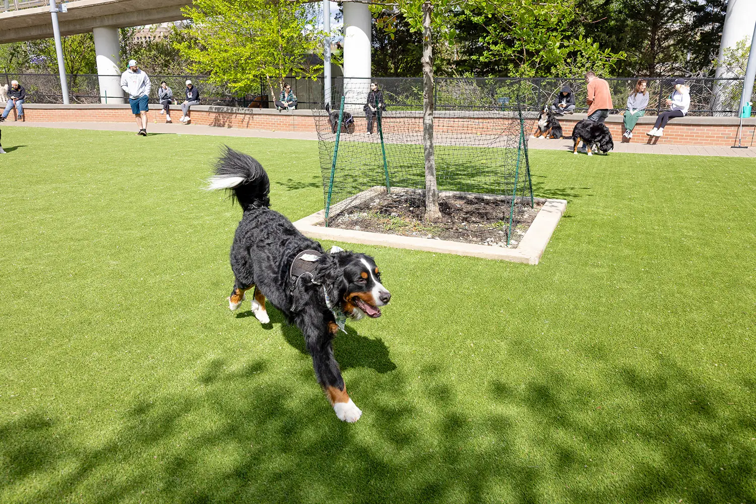 synlawn-kc-artificial-grass-dog-run-img-4 Artificial grass dog run installed by SYNLawn Kansas City